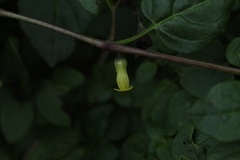 Salpichroa tristis