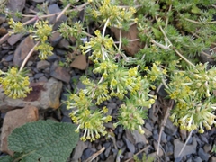Asperula molluginoides