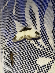 Mesoleuca albicillata