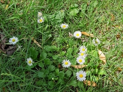 Bellis perennis
