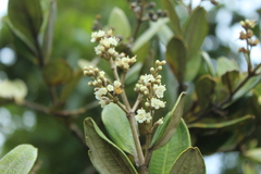 Miconia squamulosa