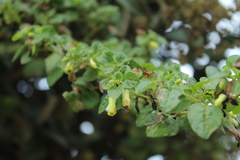 Salpichroa tristis