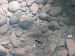 Gasterosteus aculeatus