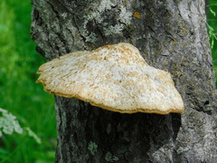 Favolus pseudobetulinus