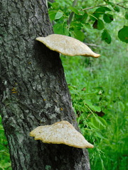 Favolus pseudobetulinus