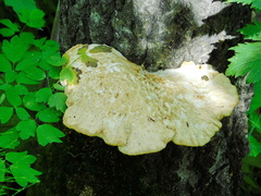 Favolus pseudobetulinus