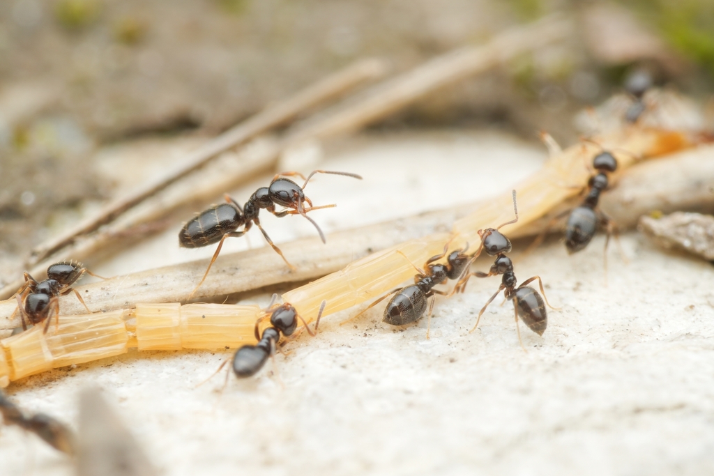 Plagiolepis taurica