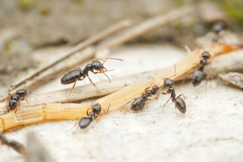 Plagiolepis taurica