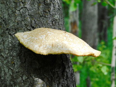 Favolus pseudobetulinus