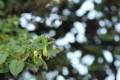 Salpichroa tristis