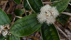 Miconia amoena