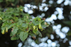 Salpichroa tristis