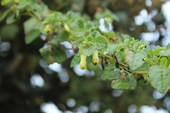 Salpichroa tristis