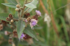 Lepidaploa karstenii