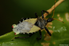 Apiomerus ochropterus