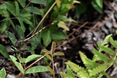 Arigomphus pallidus