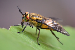 Chrysops viduatus