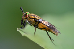 Chrysops viduatus