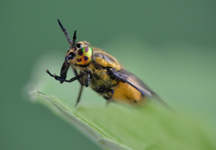 Chrysops viduatus