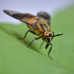 Chrysops viduatus