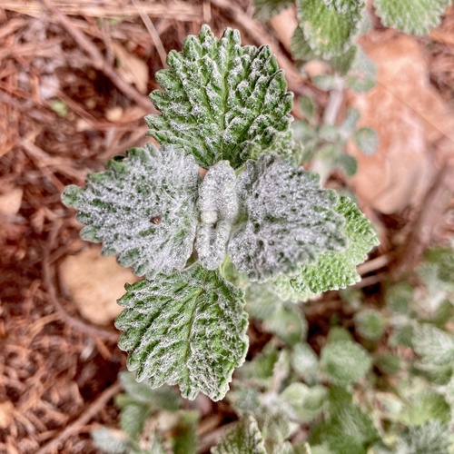 Marrubium vulgare iNat (2)