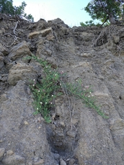 Capparis spinosa herbacea