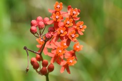 Asclepias lanceolata image