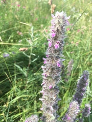 Stachys germanica