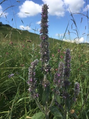 Stachys germanica