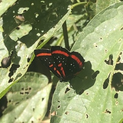 Amarynthis meneria