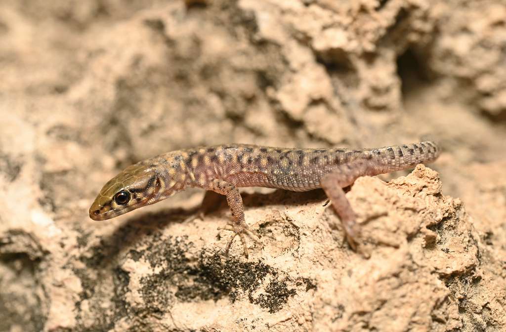 Jones' Night Lizard