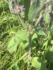 Stachys germanica