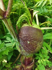 Angelica ursina