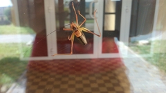 Barbitistes constrictus