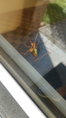 Barbitistes constrictus