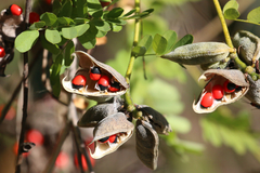 Abrus precatorius africanus