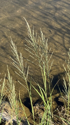 Diplachne fusca