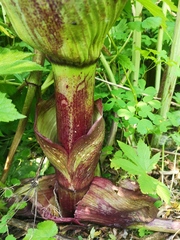 Angelica ursina