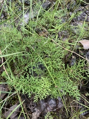 Packera millefolium