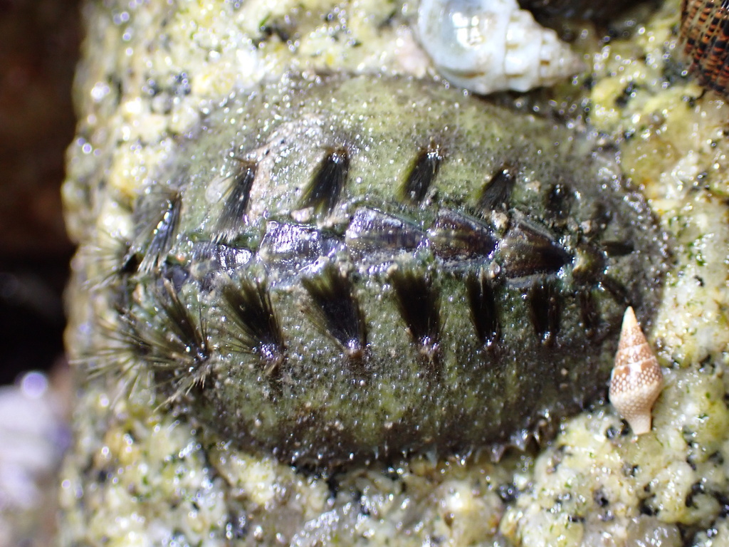 Acanthochitona exquisita