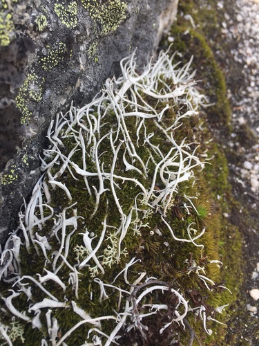 Whiteworm Lichen