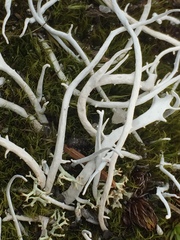 Thamnolia vermicularis vermicularis