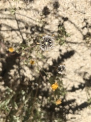 Chaenactis glabriuscula