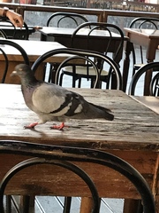 Columba livia domestica