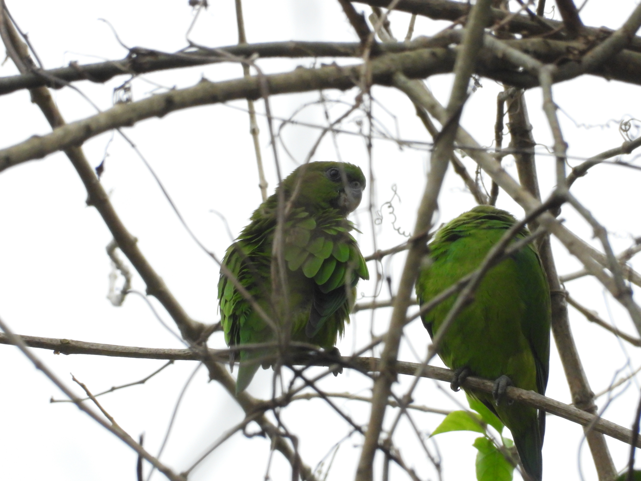 Pileated Parrot (Pionopsitta pileata), photo 3