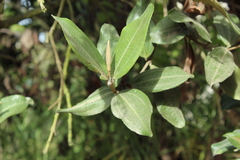 Gaiadendron