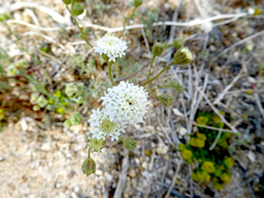 Chaenactis carphoclinia