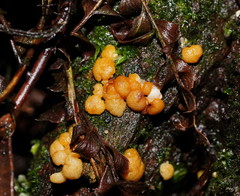 Trichoderma nothescens