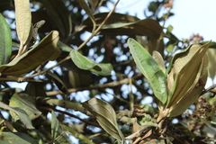 Gaiadendron