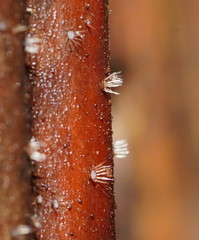 Hispidula dicksoniae